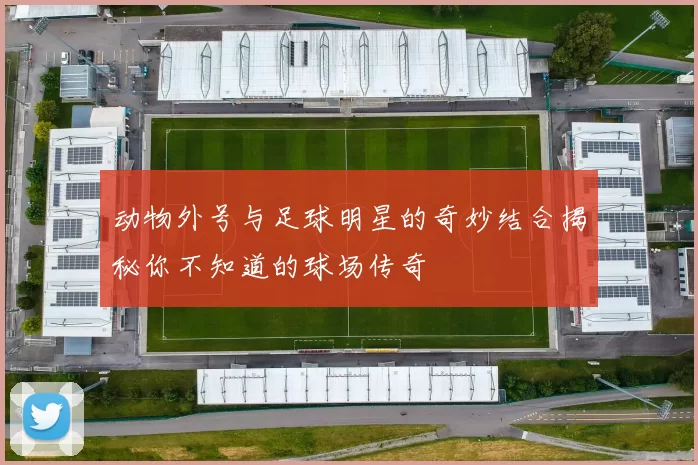 动物外号与足球明星的奇妙结合揭秘你不知道的球场传奇